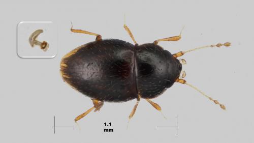 Réf. 274 975 : Ptenidium intermedium